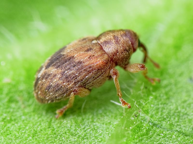 Lignyodes bischoffi (Blatchley, 1916)